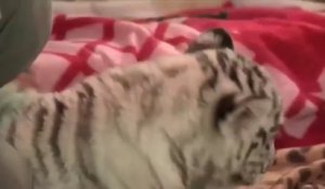 Un tigre blanc du Bengale voit le jour dans un zoo péruvien