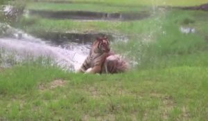 Flavio le tigre joue avec une fontaine d'eau!!! Trop marrant le gros chat...