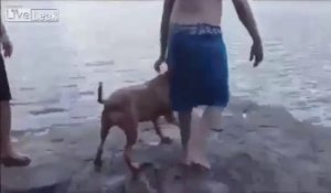 Ce chien devient fou quand son maître se met à l'eau!
