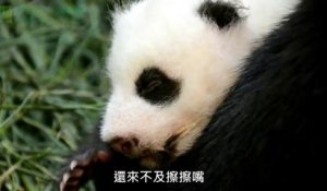 Un bébé Panda trop mignon avec sa mère!