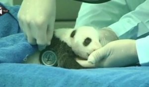 Naissance d'un bébé panda en Chine