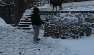 Maubeuge un chien fan de neige