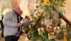 23e exposition internationale d'Orchidées à l'abbaye de Vaucelles