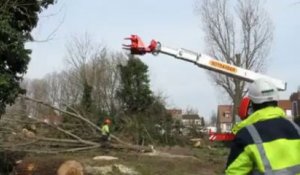 Dunkerque : un abattage d'arbres spectaculaire près du rond-point des Parapluies (8 avril 2013)