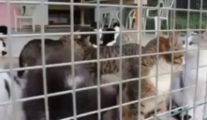 Saint-Omer : deux cent chats à adopter à la SPA