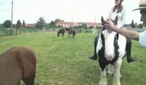 Des nouvelles d'Alphonse, le cheval sauvé des eaux de la Deûle