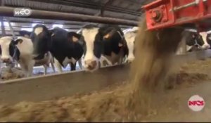 Les producteurs de lait frappés de plein fouet par la crise