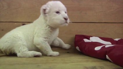 Les Premiers Pas D Un Bebe Lion Blanc Au Zoo De Belgrade Sur Orange Videos