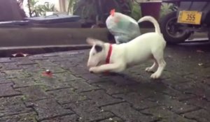 Un Bull Terrier marrant joue avec un petit crabe!!