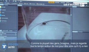L'araignée la plus dangereuse d'Angleterre se multiplie