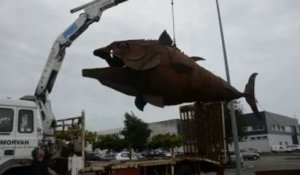 Concarneau. Un thon géant s'envole sur le port ! (2)
