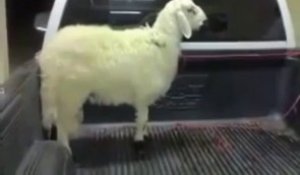 Un mouton vénère en mode karaté!! Mouton Kung Fu!!