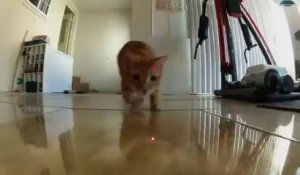 Des chats qui jouent avec un pointeur Laser... Filmé à la GoPro! Enorme...