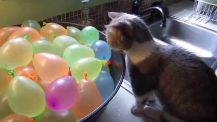 Petit Chat Trop Mignon Qui Eclate Des Ballons Plein D Eau Sur Orange Videos