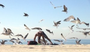Blague : Invasion de mouettes sur la plage