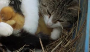Un Chat adopte des bébés canard. Trop Mignon!