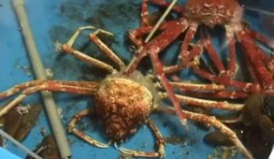 Crabe géant change de carapace.
