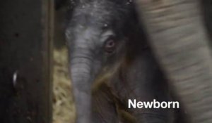 Un bébé éléphant trop mignon! Sa première année en vidéo...