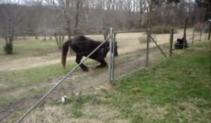 Un Chien et un Cheval jouent ensemble. Enorme