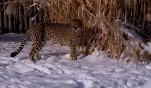 Un guépard joue avec un chien!