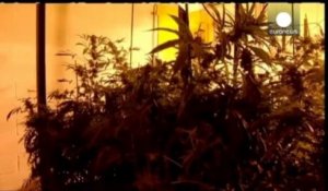 Légalisation du cannabis au Colorado