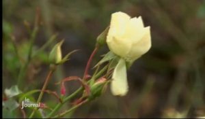 Météo : Les températures douces influencent les plantes