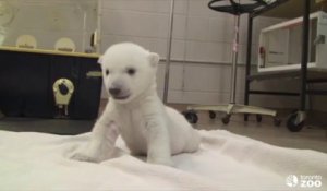 Ce Bebe Ours Polaire Blanc N A Qu Un Mois Trop Mignon Sur Orange Videos