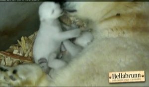 Des images uniques de deux bébés ours blancs