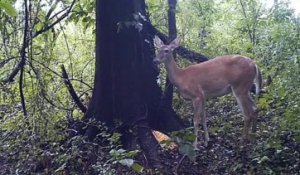 Avez-vous déjà vu une biche qui lâche un pet ?