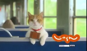 Deux chats stars de pubs pour un site de voyages japonais