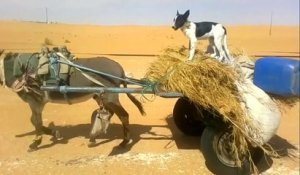 Un chien conduit un âne en Algérie
