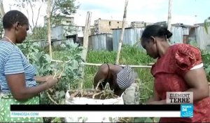 ELEMENT TERRE - Kenya : la main verte des bidonvilles