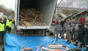 La France détruit son stock d'ivoire illégal devant la Tour Eiffel