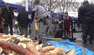 Destruction du stock d'ivoire illicite français
