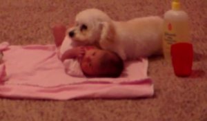 Un petit caniche protège un bébé. Adorable!