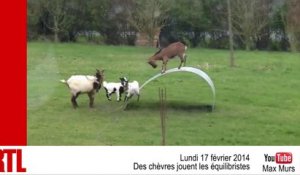 VIDÉO - Des chèvres jouent les équilibristes