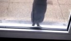 Un Chat Qui Marche Sur 2 Pattes Et Saute Dans Tout Les Sens Hilarant Sur Orange Videos