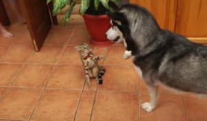 Un Husky trop mignon essaie d'être ami avec un chat.