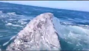 Une fille frappée par une baleine! Slap in the face..