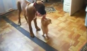 Un petit chat essaie de voler la nourriture du gros chien. Enorme!