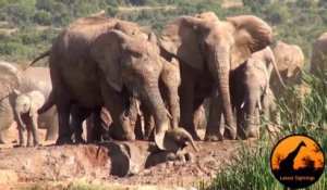 Une maman éléphant sauve son bébé coincé dans la boue! Emouvant...