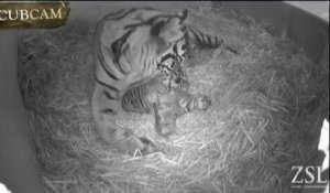Premières images de trois bébés tigres de Sumatra au zoo de Londres