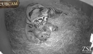 Trois bébés tigres de Sumatra naissent au zoo de Londres