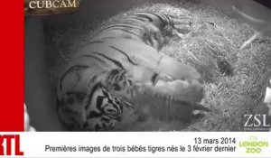 VIDÉO - Les premières images de trois bébés tigres nés au zoo de Londres
