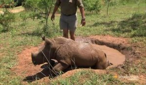 Un bébé rhinocéros recueillit par un homme! Magique!!!