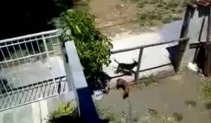 Un chien saute une clôture pour s'accoupler
