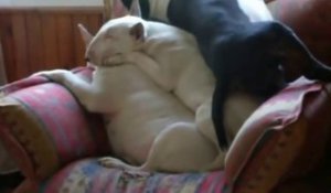 3 chiens essaient de dormir l'un sur l'autre! Hilarant...