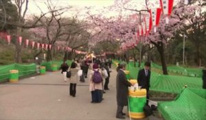 Le Japon célèbre ses cerisiers en fleurs