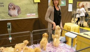 Saint-Laurent-Blangy : on se bouscule au salon du chiot ce week-end