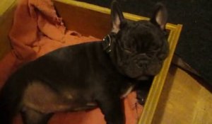 Un bébé Bulldog déteste aller se coucher... Un vrai enfant!